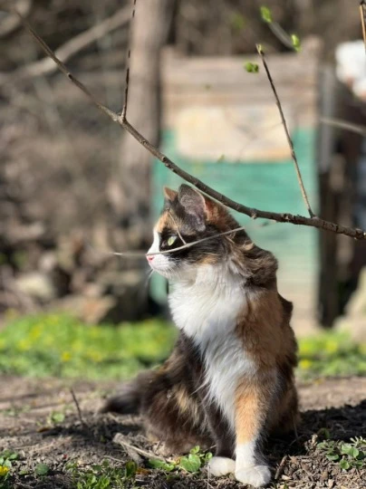 Сейчас животные наслаждаются жизнью