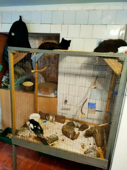 Кошки и сорока тоже спокойно сосуществуют