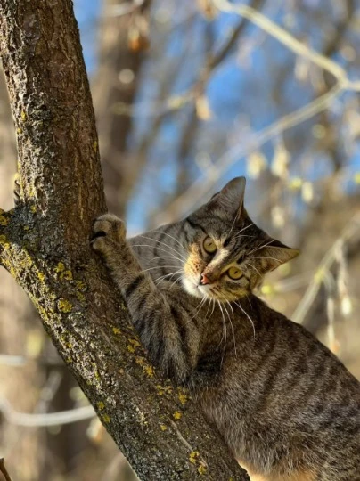 Животные в частном доме
