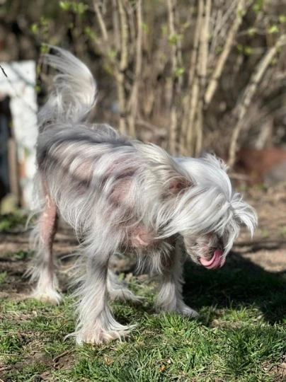 Животные в частном доме