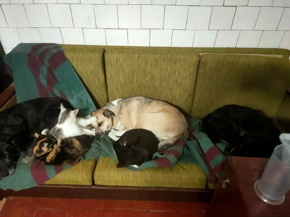 Кошки с собаками мирно спят вместе