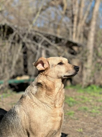 Животные в частном доме