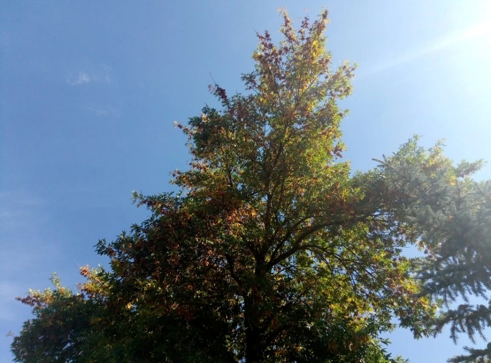 Бахмутський центральний нижній парк