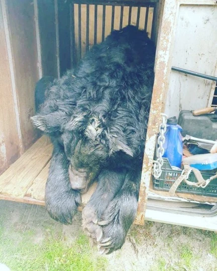 У такому стані ведмедя знайшли українські військові.