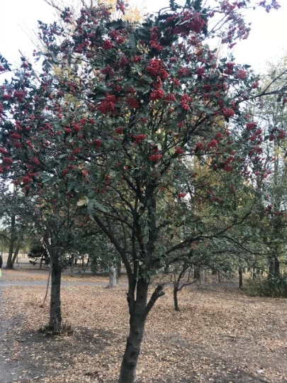 Рубіжне. Фото: Артем Кривоніс