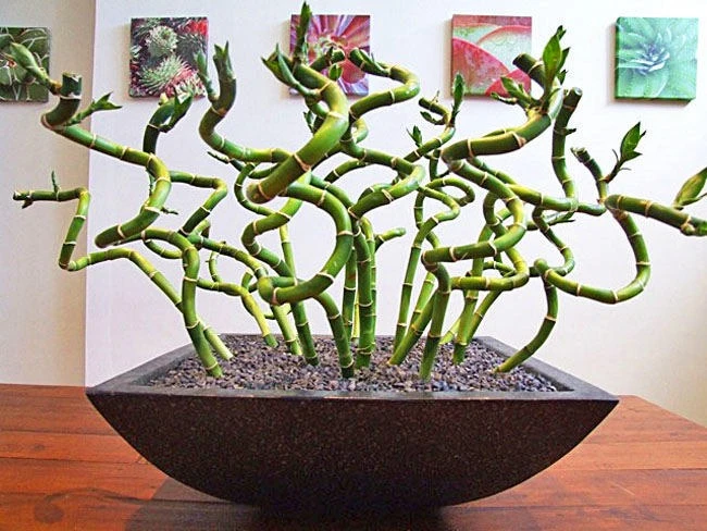 драцена сандера