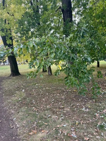 Акція українських активістів руху Жовта стрічка: листівка з написом