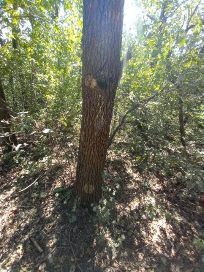 Акція українських активістів руху Жовта стрічка: листівка з написом