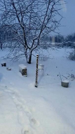 Білокуракине