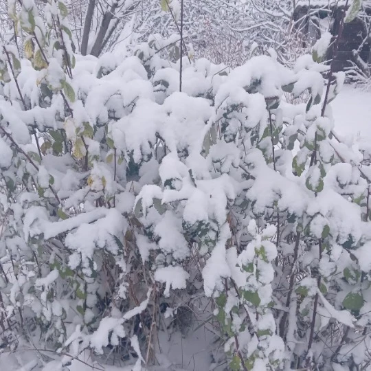 Білокуракине