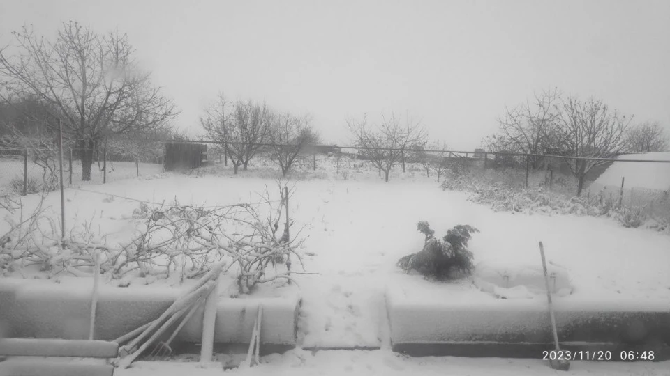 Білокуракине