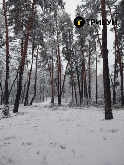 ліс у Кремінній