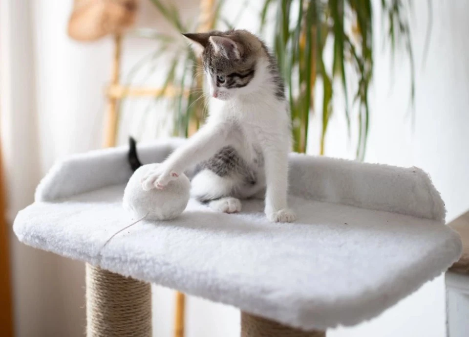 игровой комплекс для кота