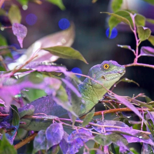 Шоломоносні василіски