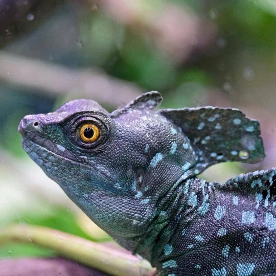 Шоломоносні василіски