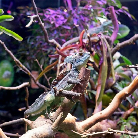 Шоломоносні василіски