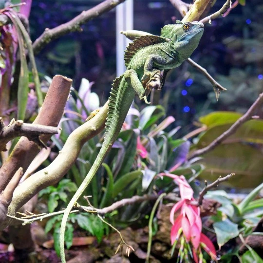 Шоломоносні василіски