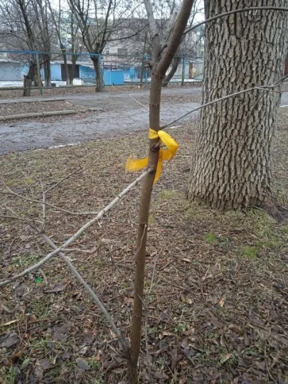 Рух спортиву окупації Жовта стрічка