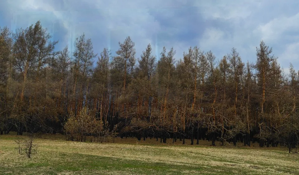 ліс