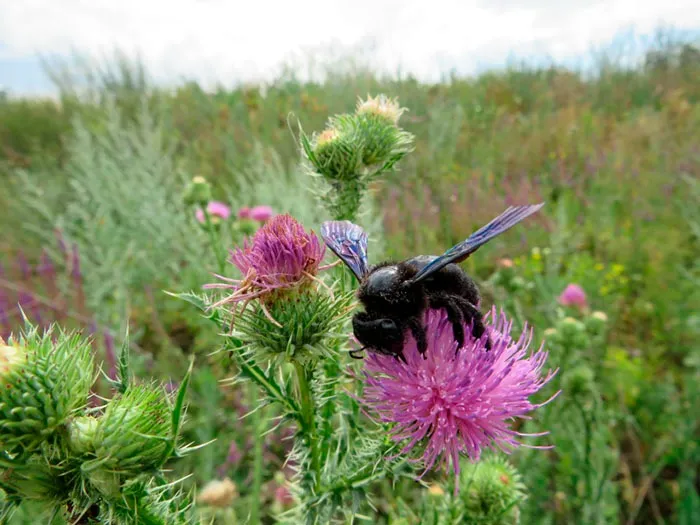 Крейдяні степи