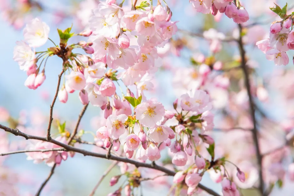 сакури в Києві