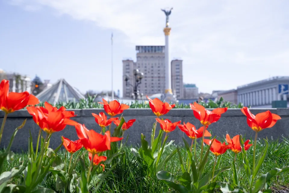 У Києві розквітли тюльпани