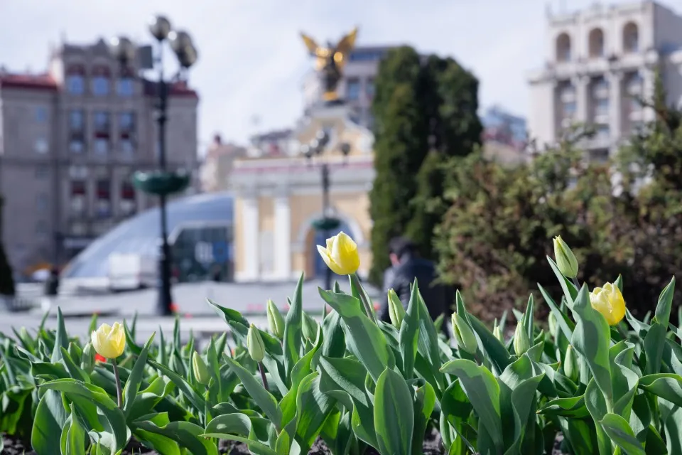 У Києві розквітли тюльпани