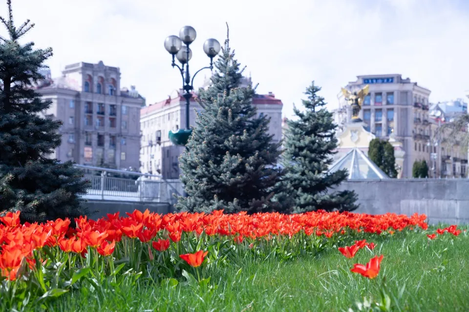 У Києві розквітли тюльпани