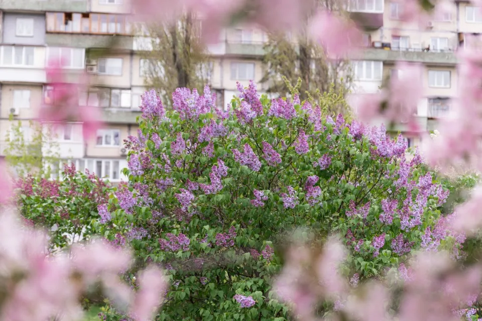 Бузок, Київ