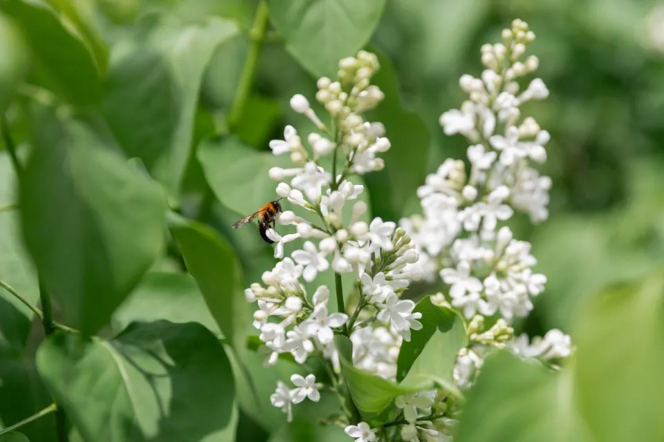 Бузок, Київ