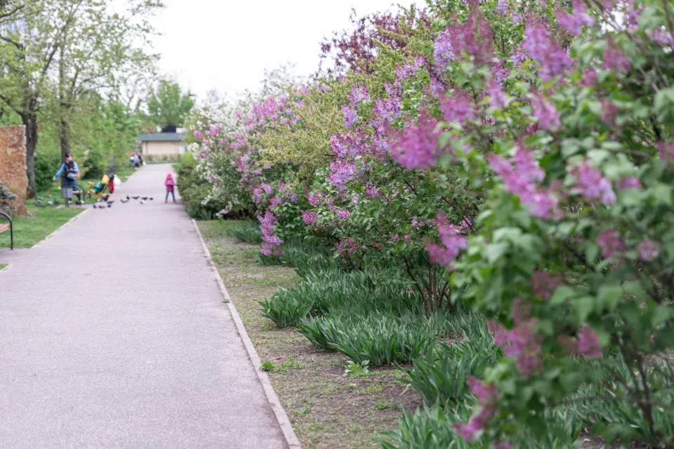 Бузок, Київ