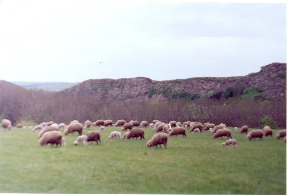 Flocks of sheep and goats against the backdrop of sandstone outcrops/Mykyta Peregrym