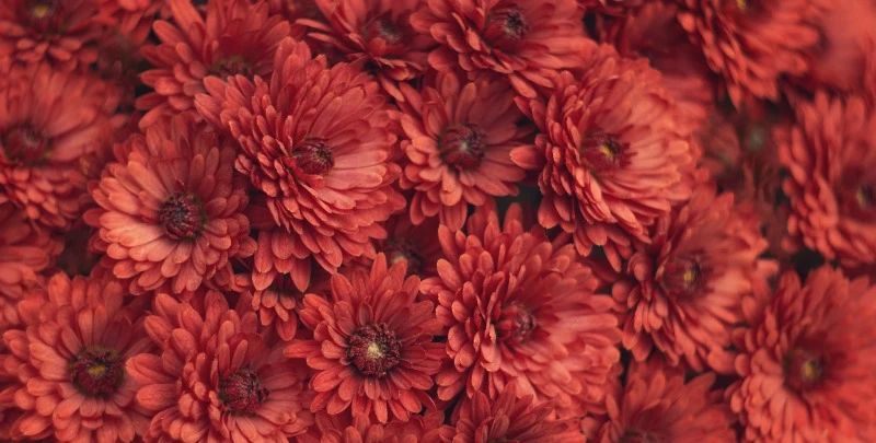 Хризантеми