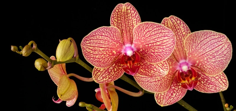 Орхідеї