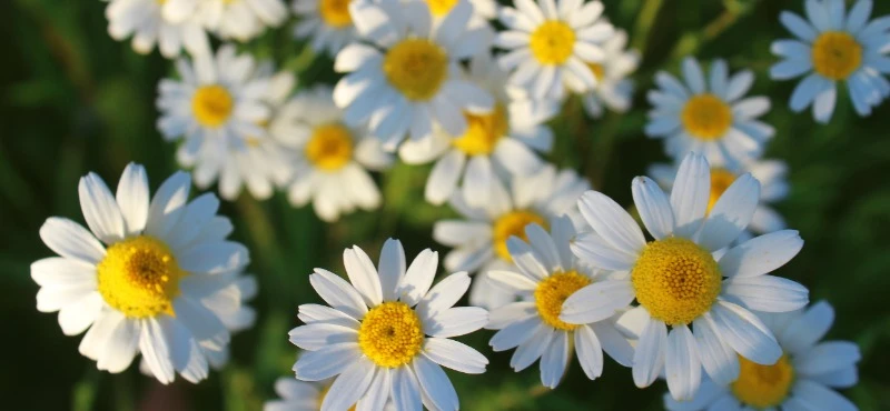 Ромашки