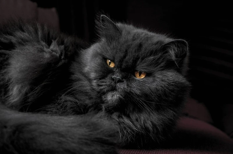 персидская кошка