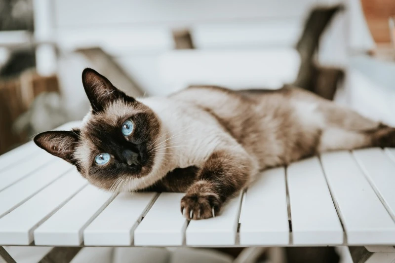 сиамская кошка