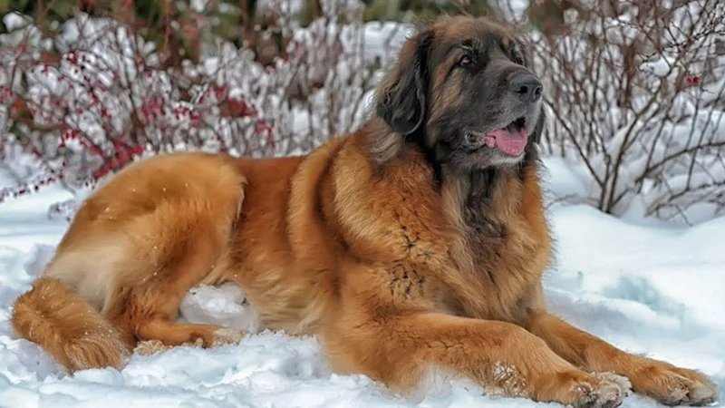 леонбергер