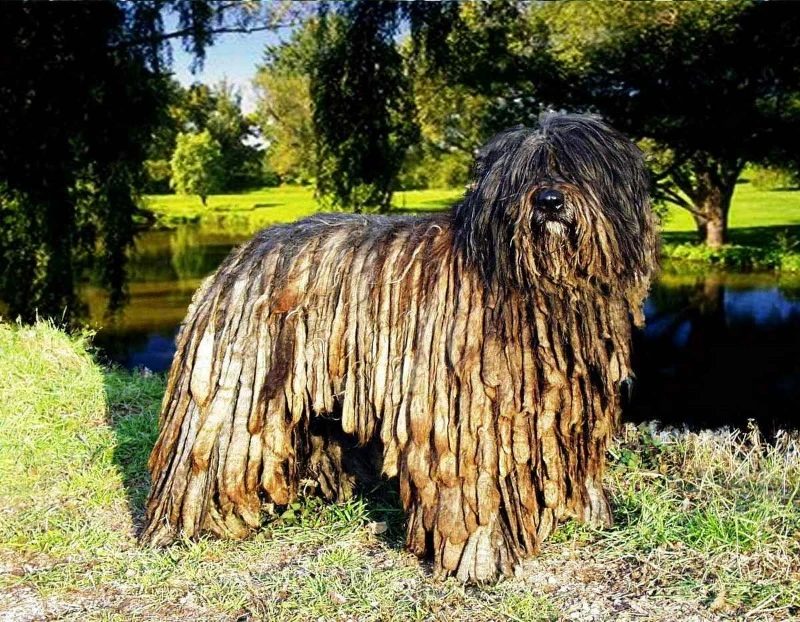 Бергамаско