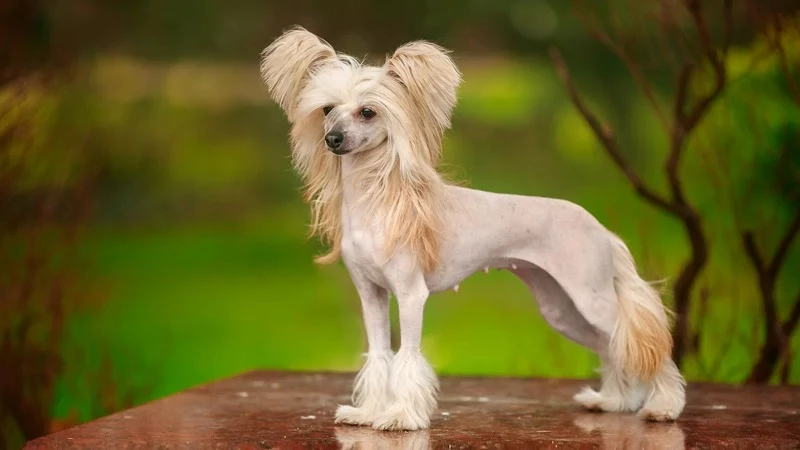 Хохлатая китайская собака