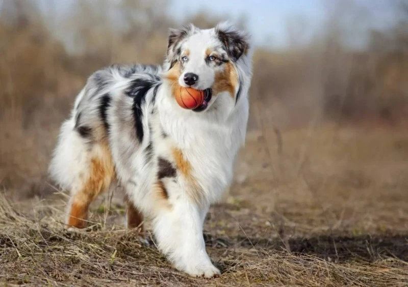 австралийская овчарка