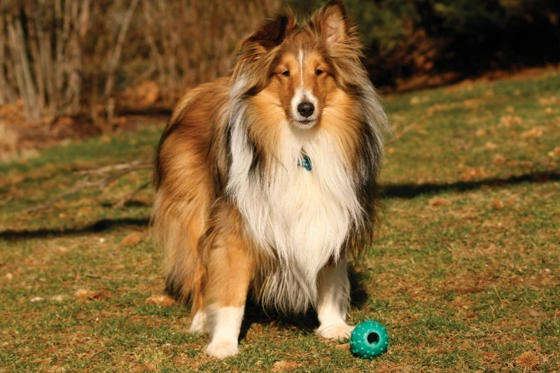 шетландская овчарка