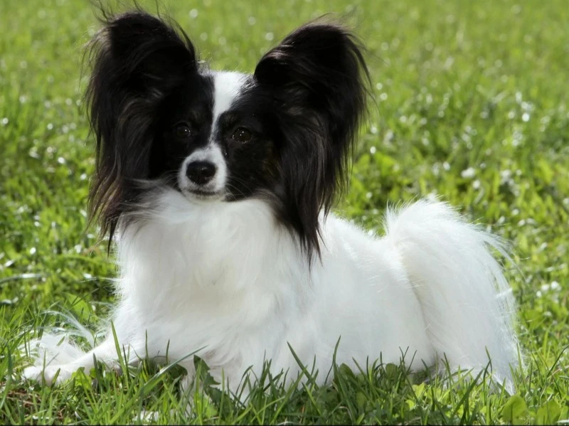 континентальный той-спаниель