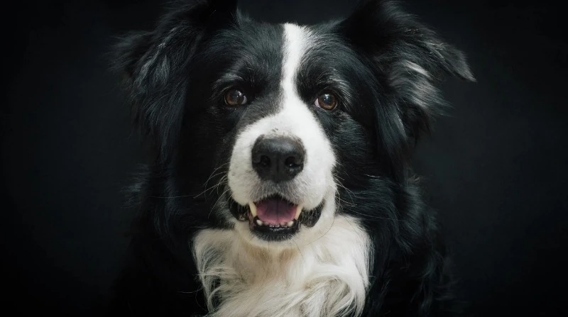 бордер-колли