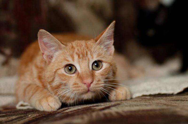 кошка рыжая