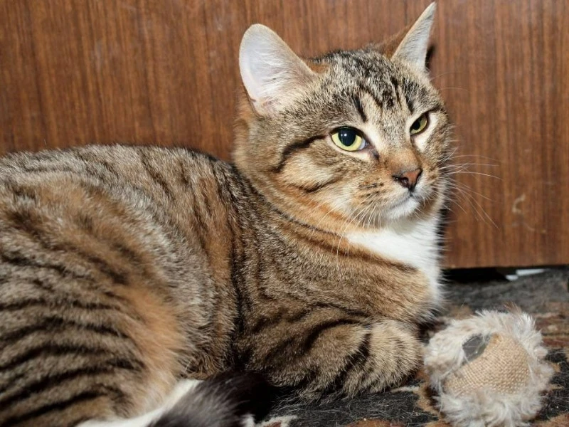 полосатый кот