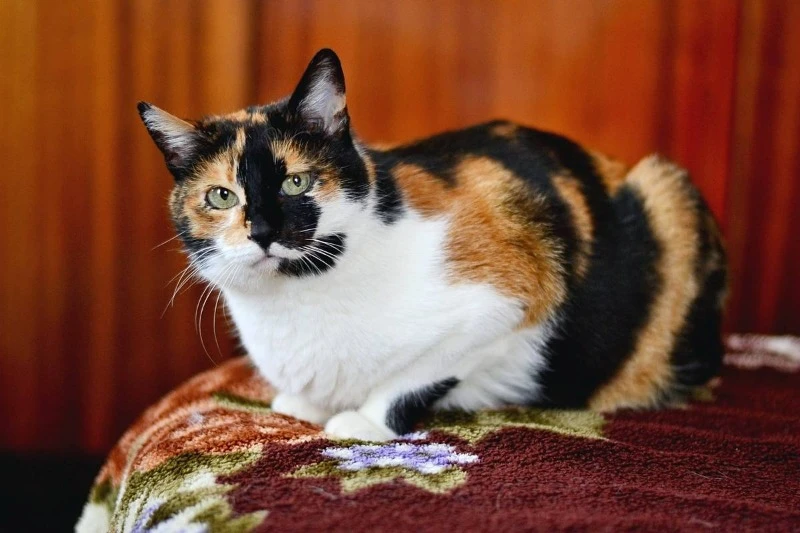 Современные интерпретации и мифы