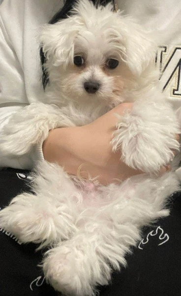 Собака Вікторії