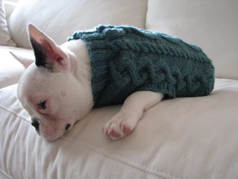 Одяг для тварин