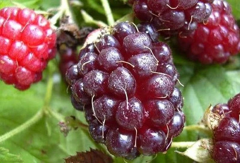 малаховка